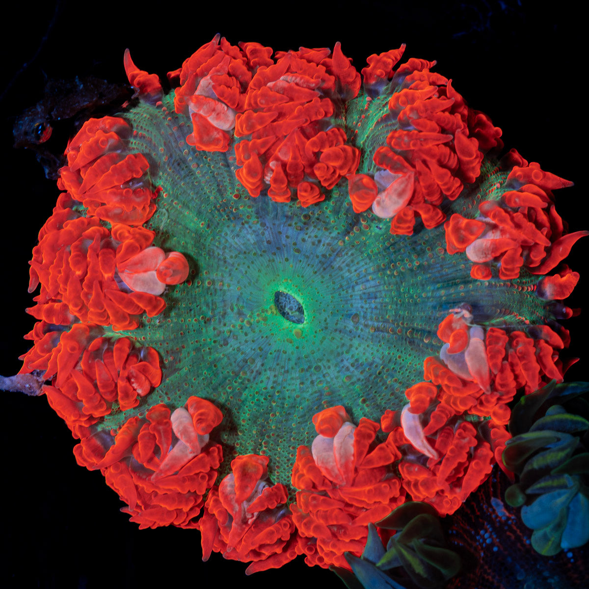 Ultra Rock Flower Anemone with colorful oral disc in reef aquarium