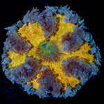 Ultra Rock Flower Anemone with colorful oral disc in reef aquarium