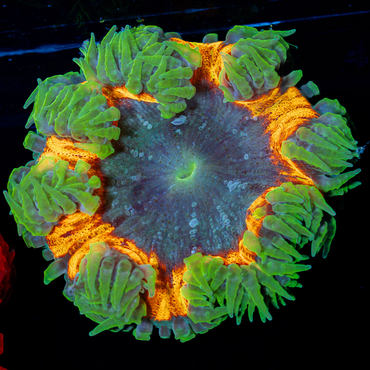 Ultra Rock Flower Anemone with colorful oral disc in reef aquarium