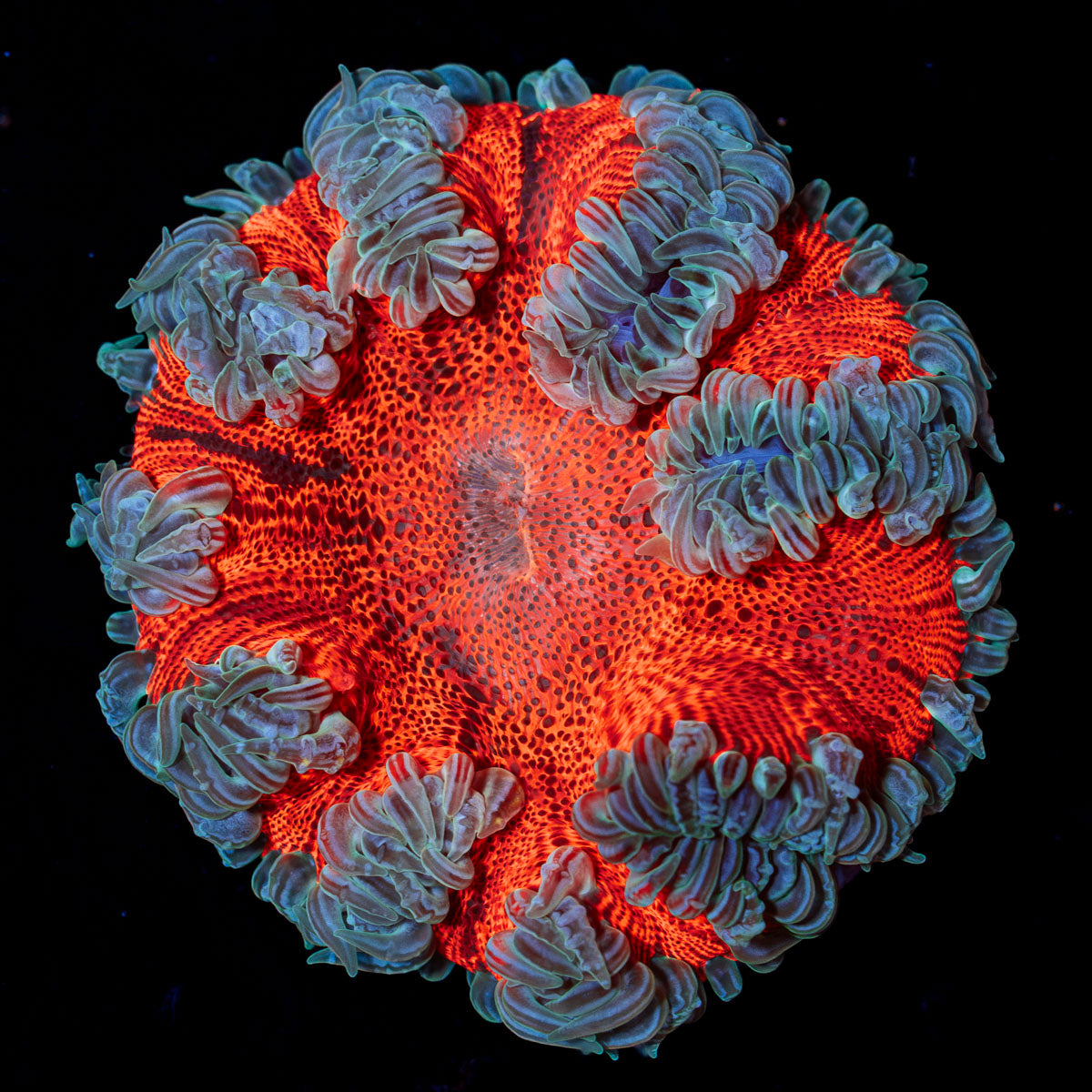 Ultra Rock Flower Anemone with colorful oral disc in reef aquarium