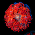 Ultra Rock Flower Anemone with colorful oral disc in reef aquarium