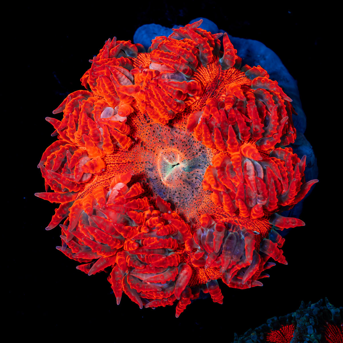 Ultra Rock Flower Anemone with colorful oral disc in reef aquarium