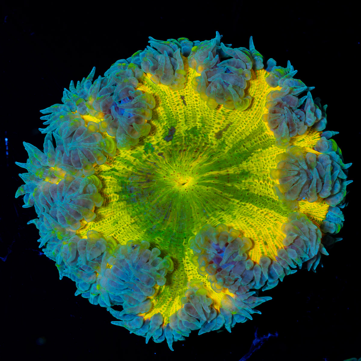 Ultra Rock Flower Anemone with colorful oral disc in reef aquarium
