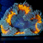 Ultra Rock Flower Anemone with colorful oral disc in reef aquarium