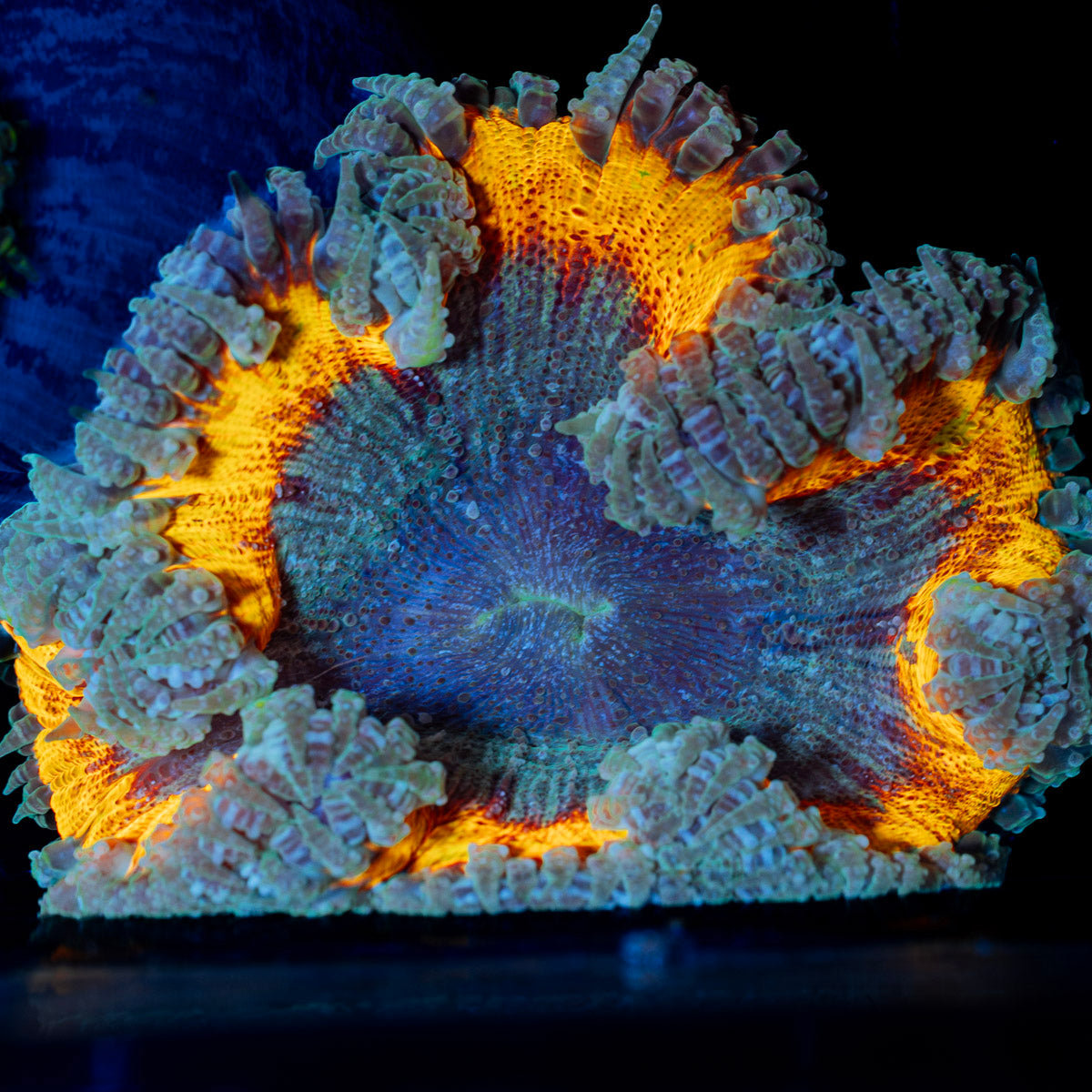 Ultra Rock Flower Anemone with colorful oral disc in reef aquarium