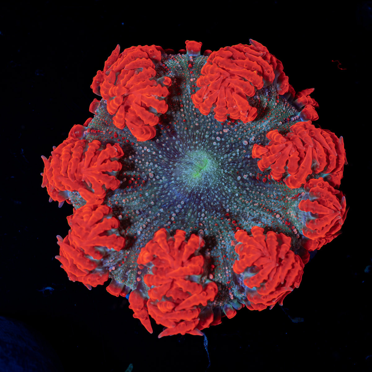 Ultra Rock Flower Anemone with colorful oral disc in reef aquarium