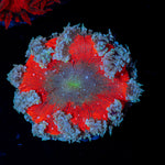 Ultra Rock Flower Anemone with colorful oral disc in reef aquarium
