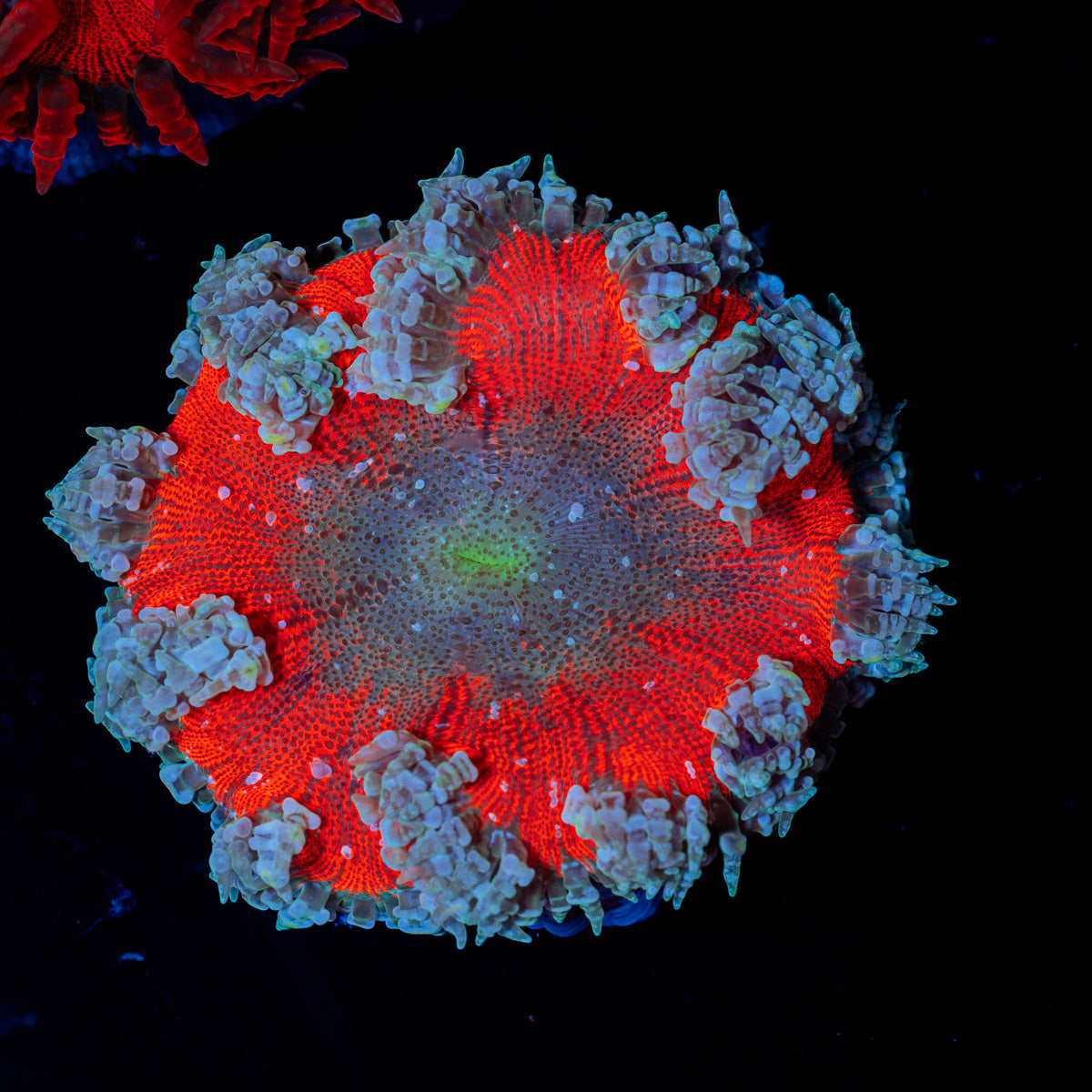 Ultra Rock Flower Anemone with colorful oral disc in reef aquarium