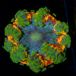 Ultra Rock Flower Anemone with colorful oral disc in reef aquarium