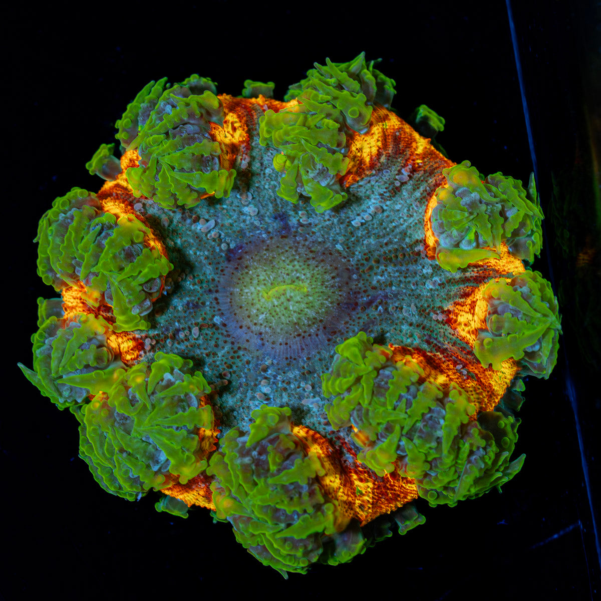 Ultra Rock Flower Anemone with colorful oral disc in reef aquarium
