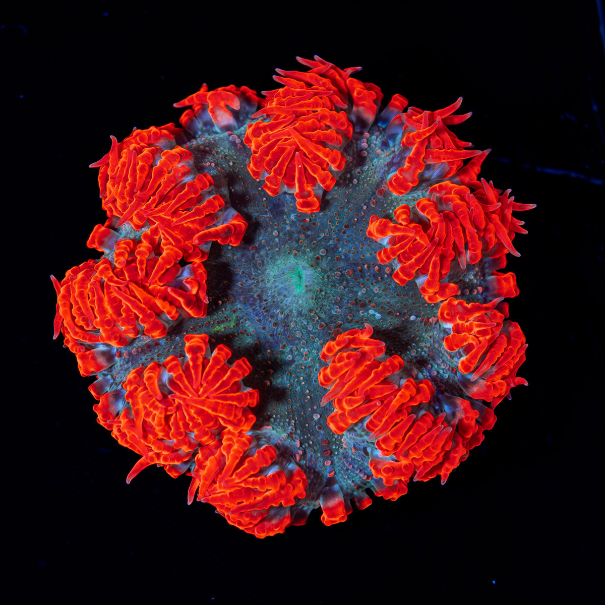 Ultra Rock Flower Anemone with colorful oral disc in reef aquarium