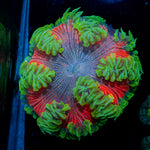 Ultra Rock Flower Anemone with colorful oral disc in reef aquarium