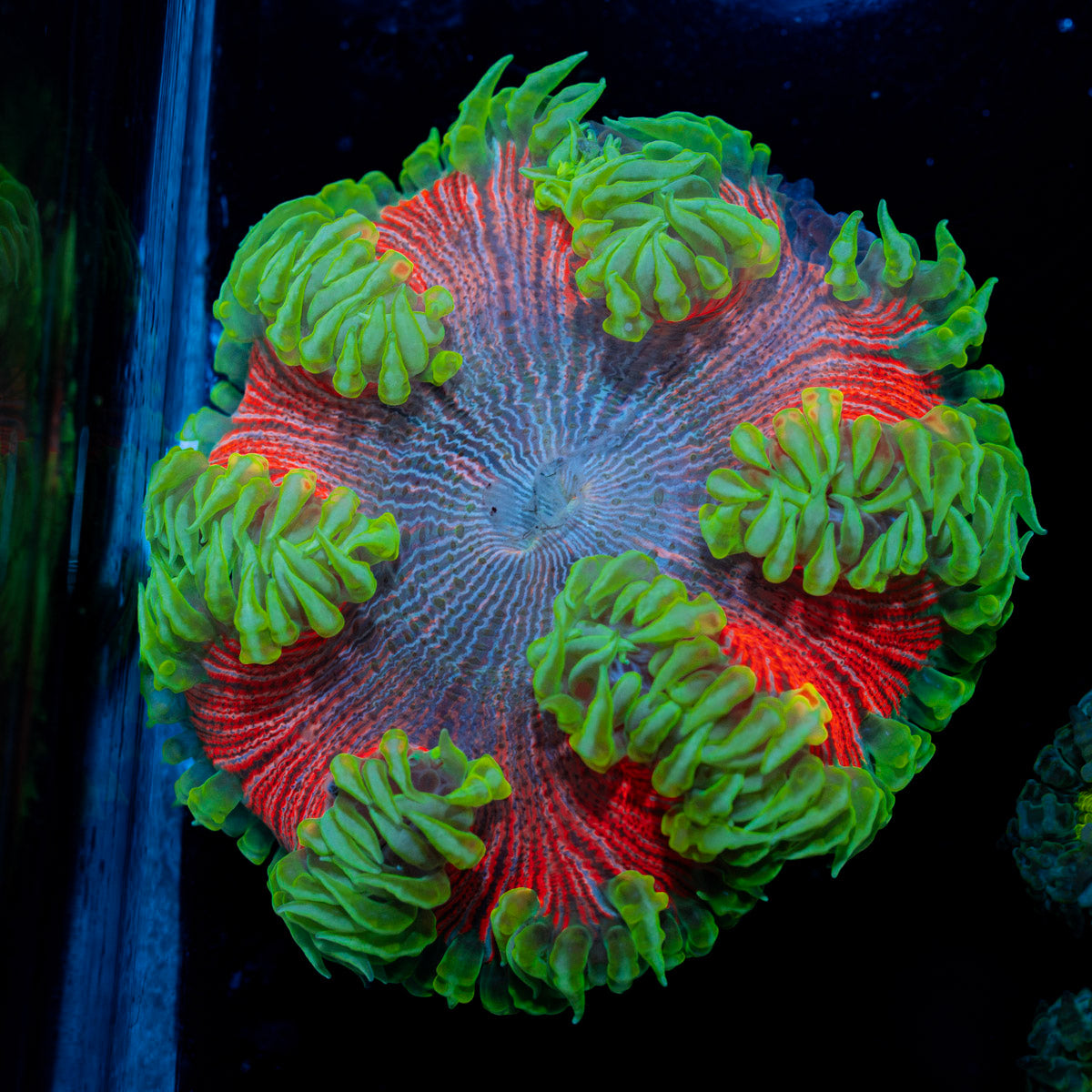 Ultra Rock Flower Anemone with colorful oral disc in reef aquarium
