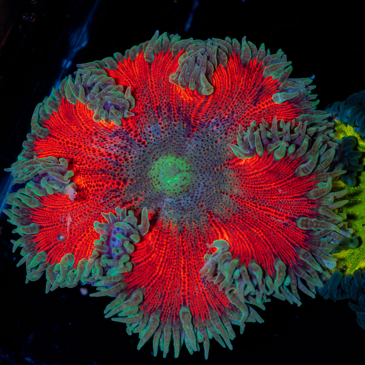 Ultra Rock Flower Anemone with colorful oral disc in reef aquarium