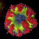 Ultra Rock Flower Anemone with colorful oral disc in reef aquarium