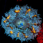 Ultra Rock Flower Anemone with colorful oral disc in reef aquarium