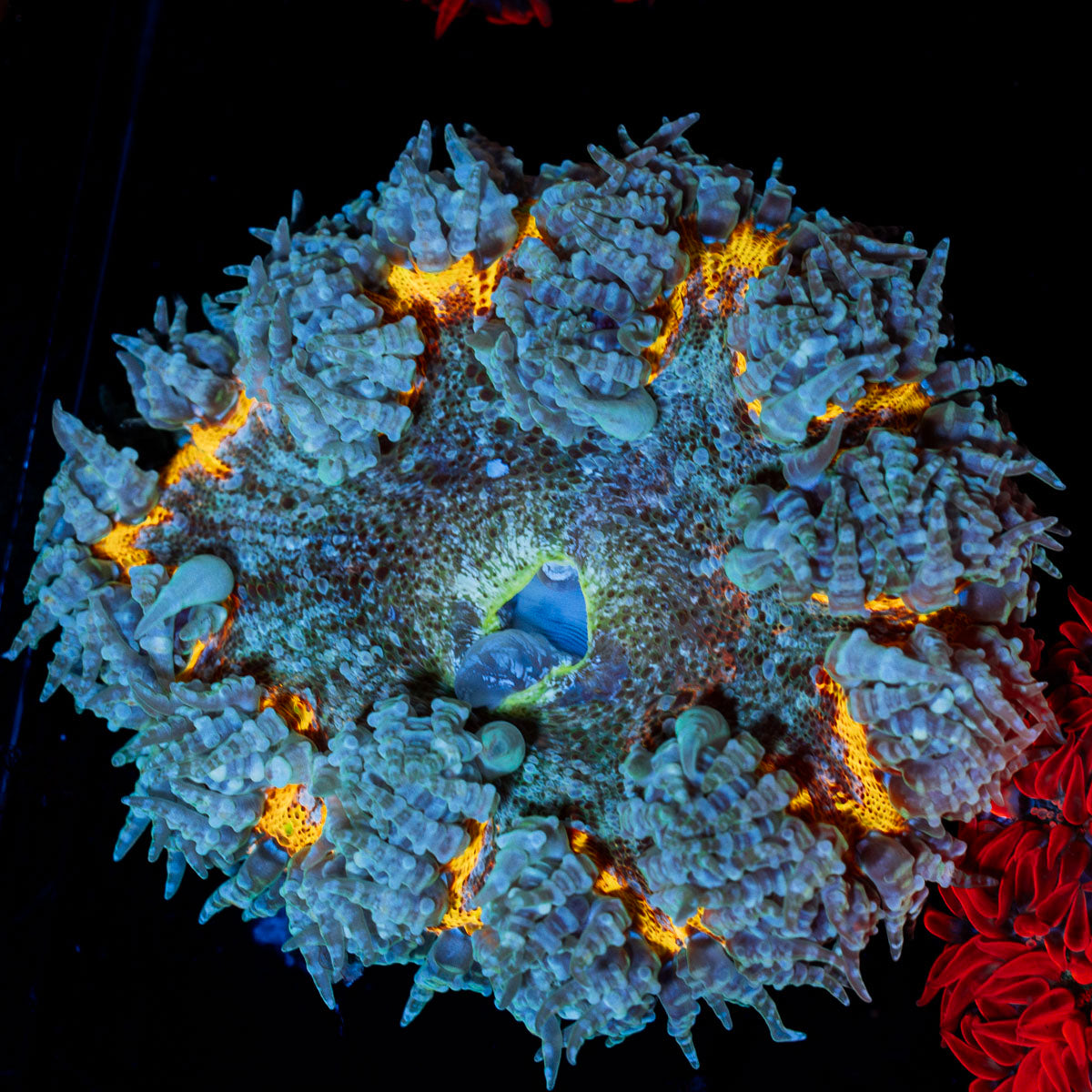 Ultra Rock Flower Anemone with colorful oral disc in reef aquarium