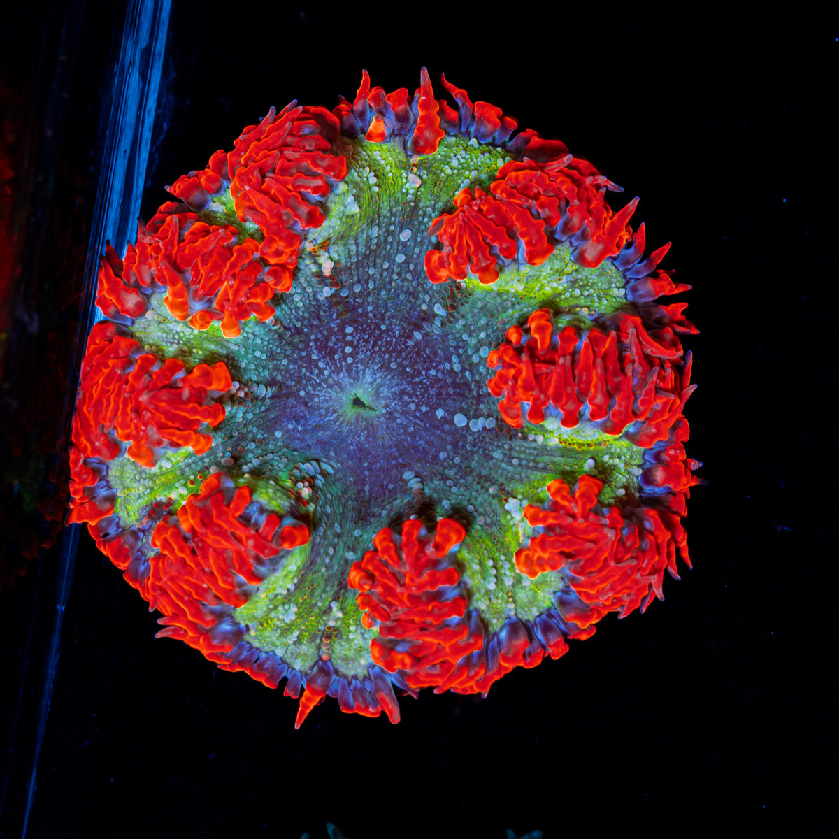 Ultra Rock Flower Anemone with colorful oral disc in reef aquarium