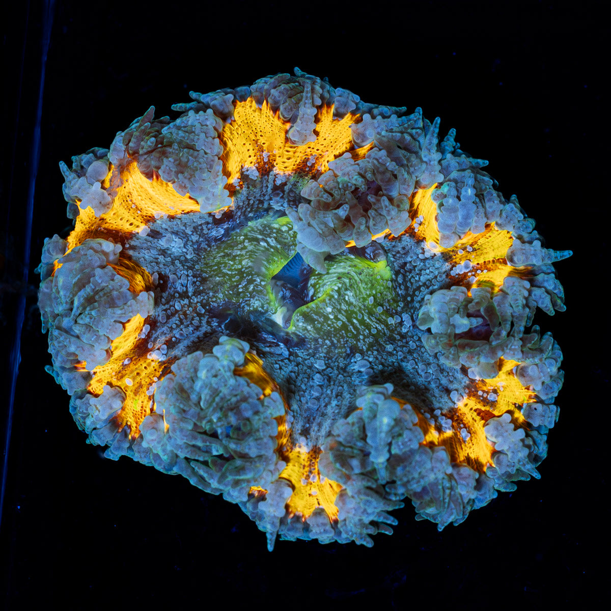 Ultra Rock Flower Anemone with colorful oral disc in reef aquarium