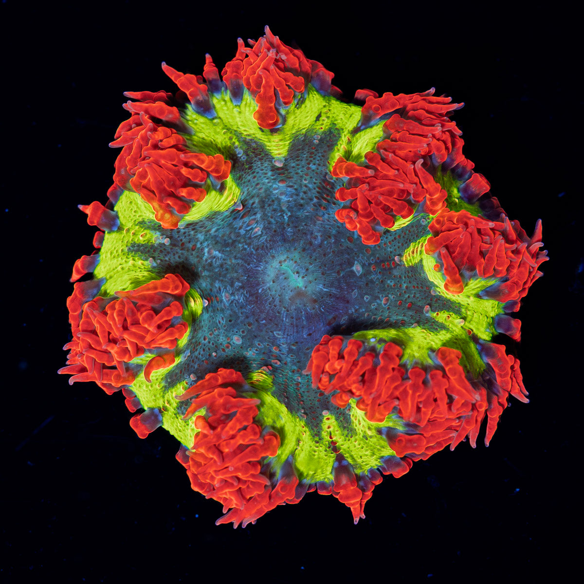 Ultra Rock Flower Anemone with colorful oral disc in reef aquarium