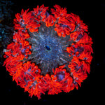 Ultra Rock Flower Anemone with colorful oral disc in reef aquarium