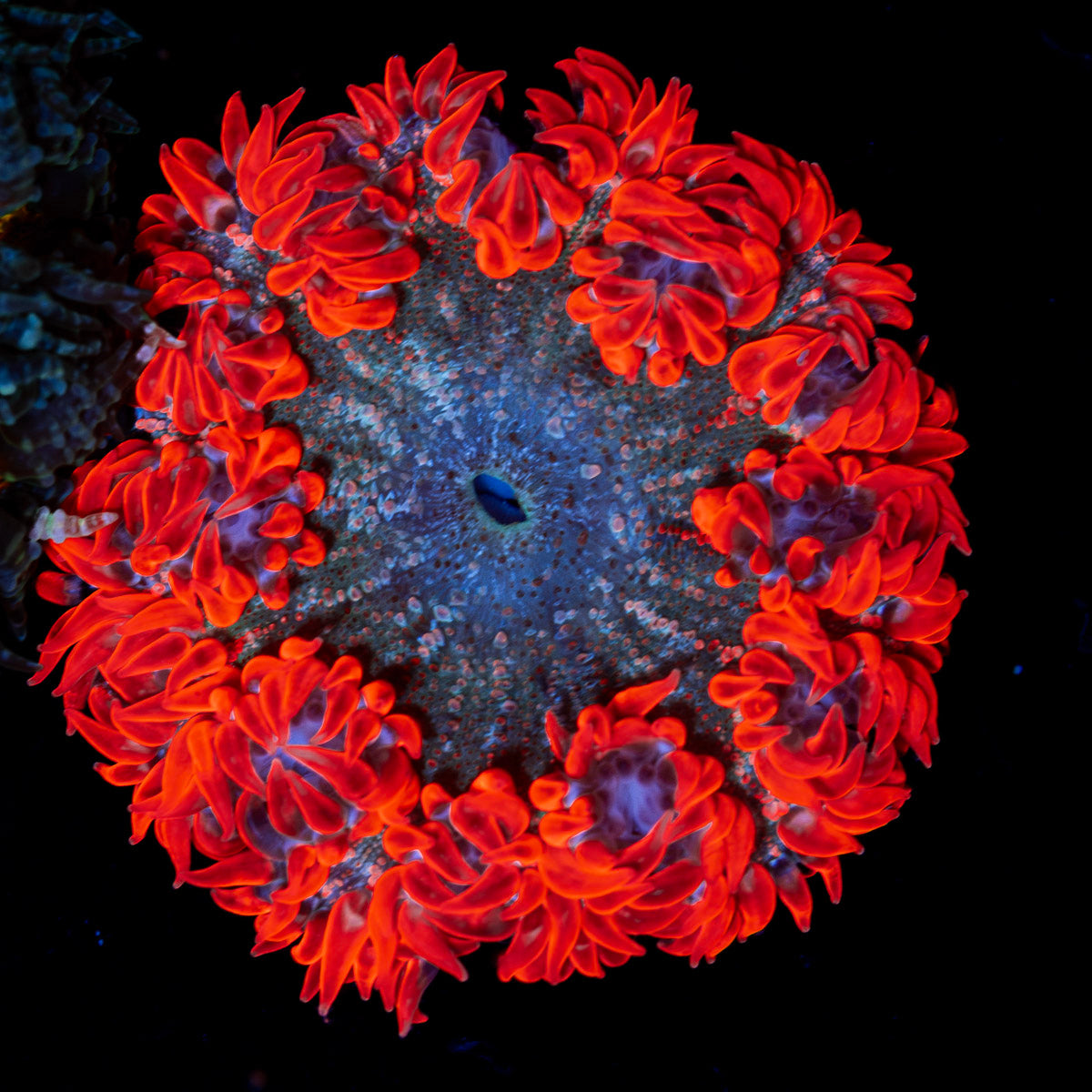 Ultra Rock Flower Anemone with colorful oral disc in reef aquarium