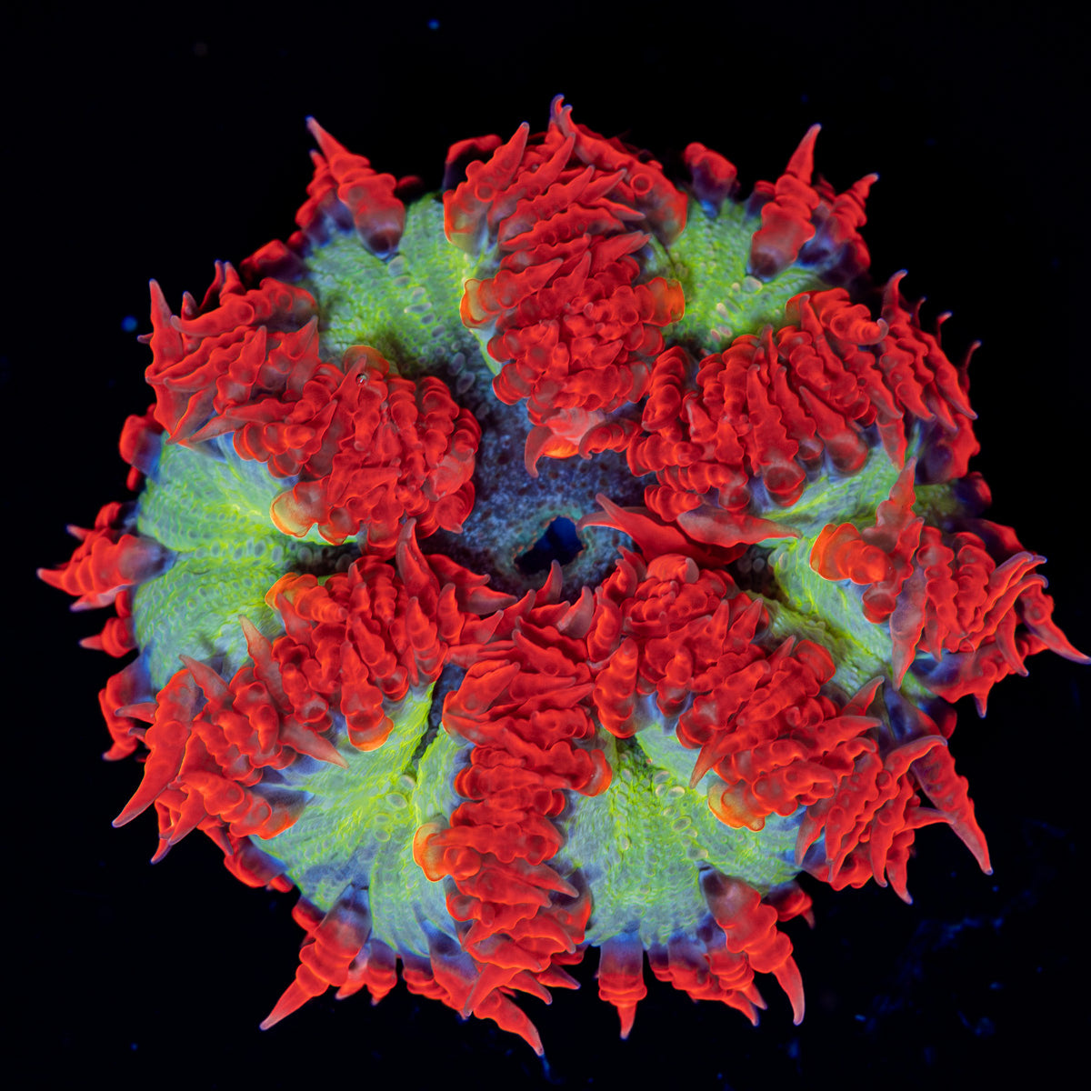 Ultra Rock Flower Anemone with colorful oral disc in reef aquarium