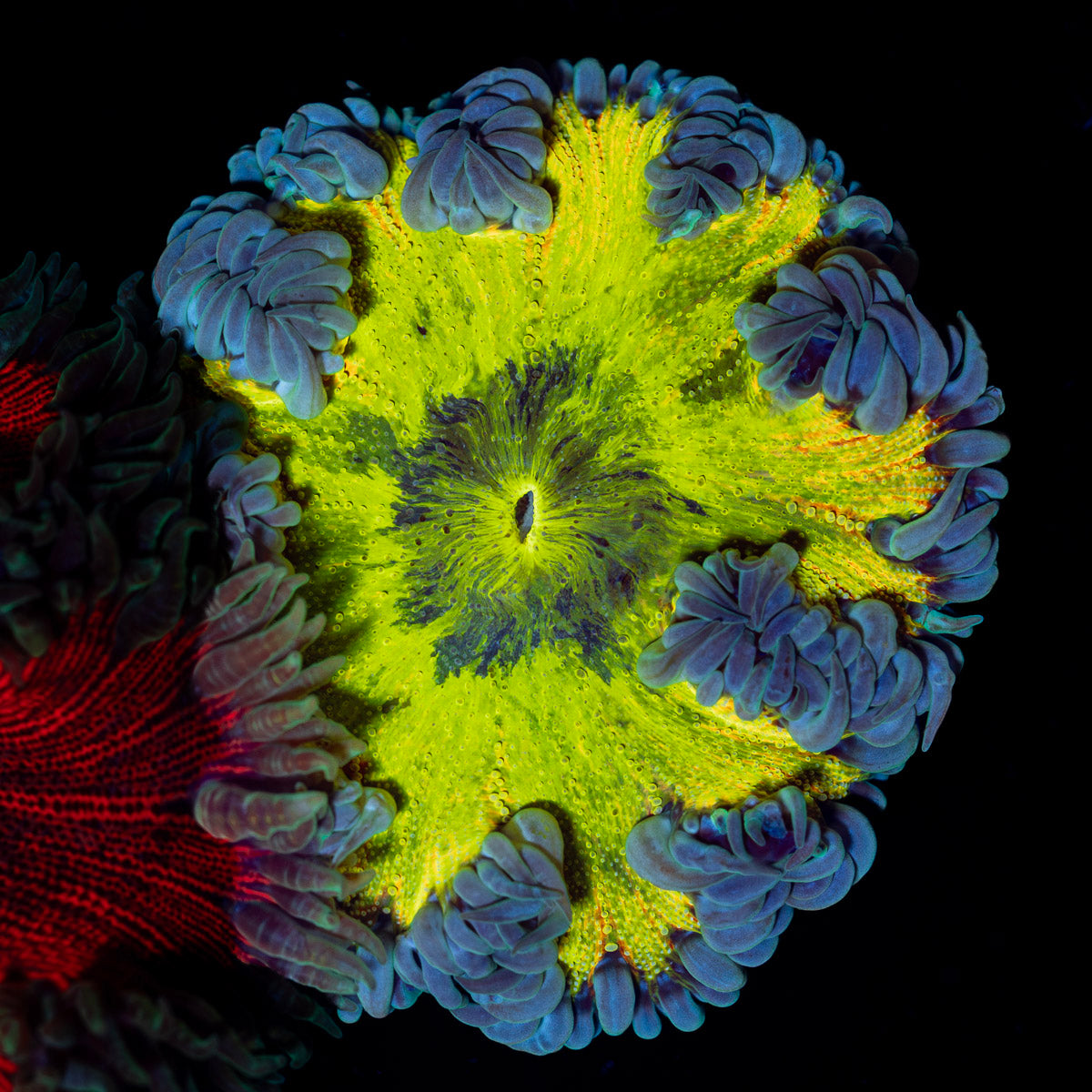 Ultra Rock Flower Anemone with colorful oral disc in reef aquarium