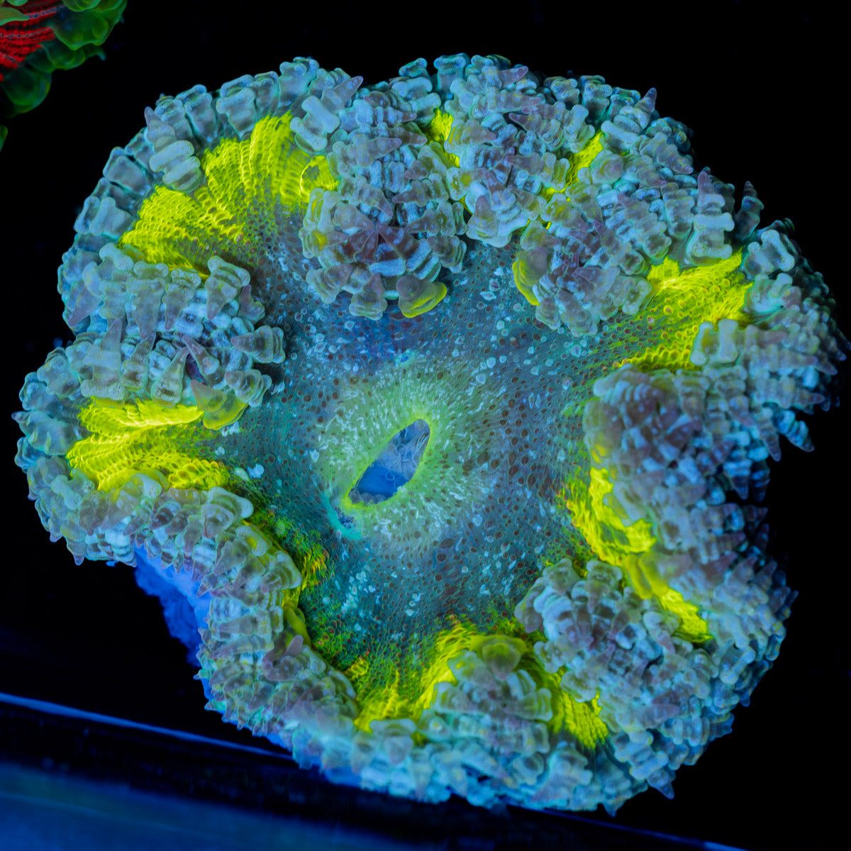 Ultra Rock Flower Anemone with colorful oral disc in reef aquarium