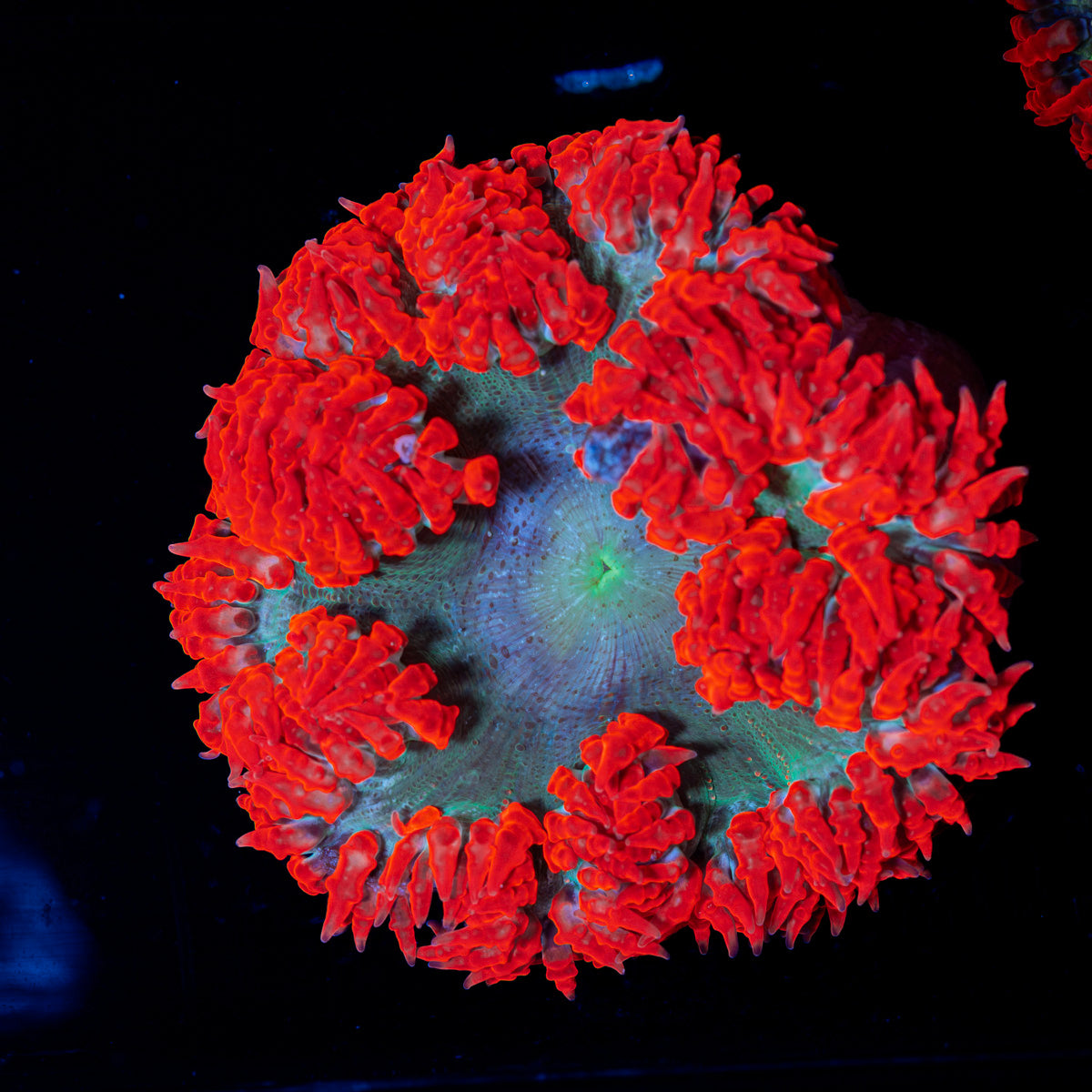 Ultra Rock Flower Anemone with colorful oral disc in reef aquarium