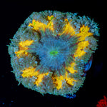 Ultra Rock Flower Anemone with colorful oral disc in reef aquarium