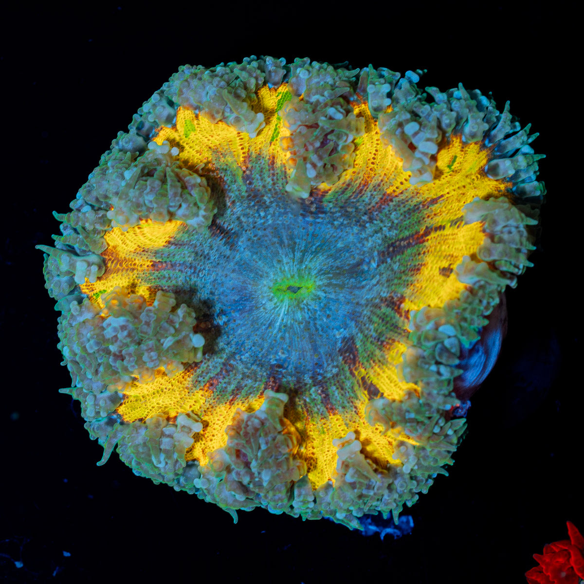 Ultra Rock Flower Anemone with colorful oral disc in reef aquarium