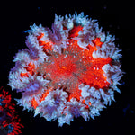 Ultra Rock Flower Anemone with colorful oral disc in reef aquarium