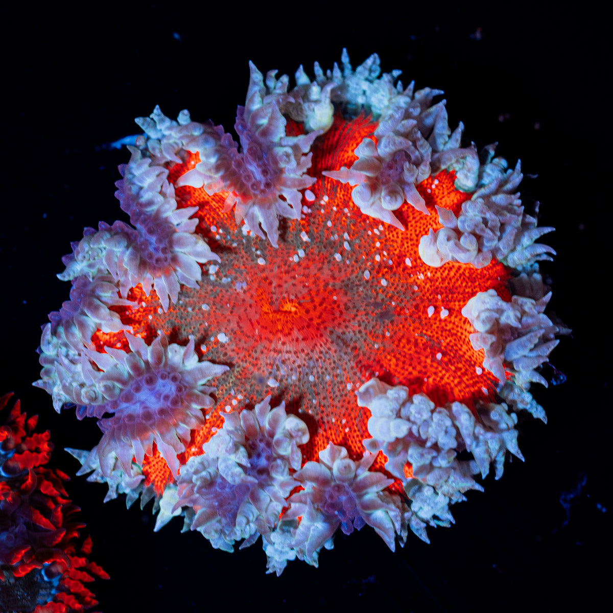 Ultra Rock Flower Anemone with colorful oral disc in reef aquarium