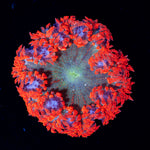 Ultra Rock Flower Anemone with colorful oral disc in reef aquarium