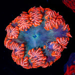 Ultra Rock Flower Anemone with colorful oral disc in reef aquarium