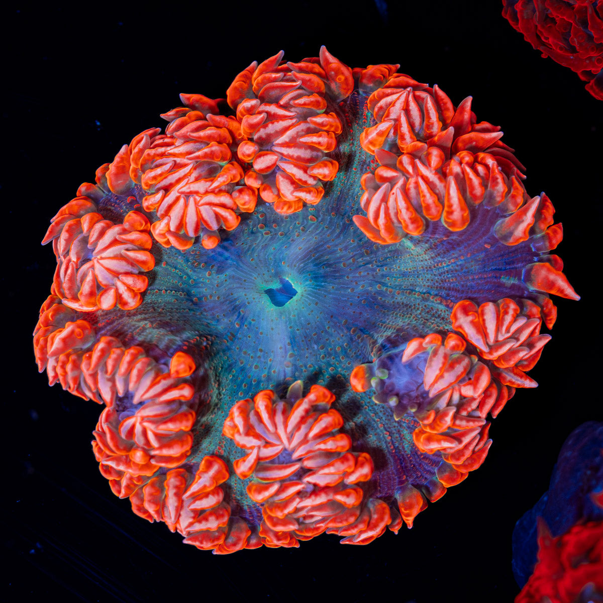 Ultra Rock Flower Anemone with colorful oral disc in reef aquarium