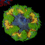 Ultra Rock Flower Anemone with colorful oral disc in reef aquarium