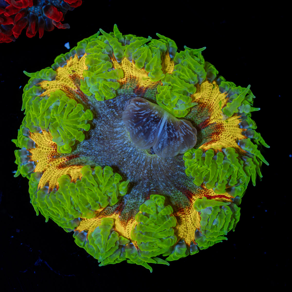 Ultra Rock Flower Anemone with colorful oral disc in reef aquarium