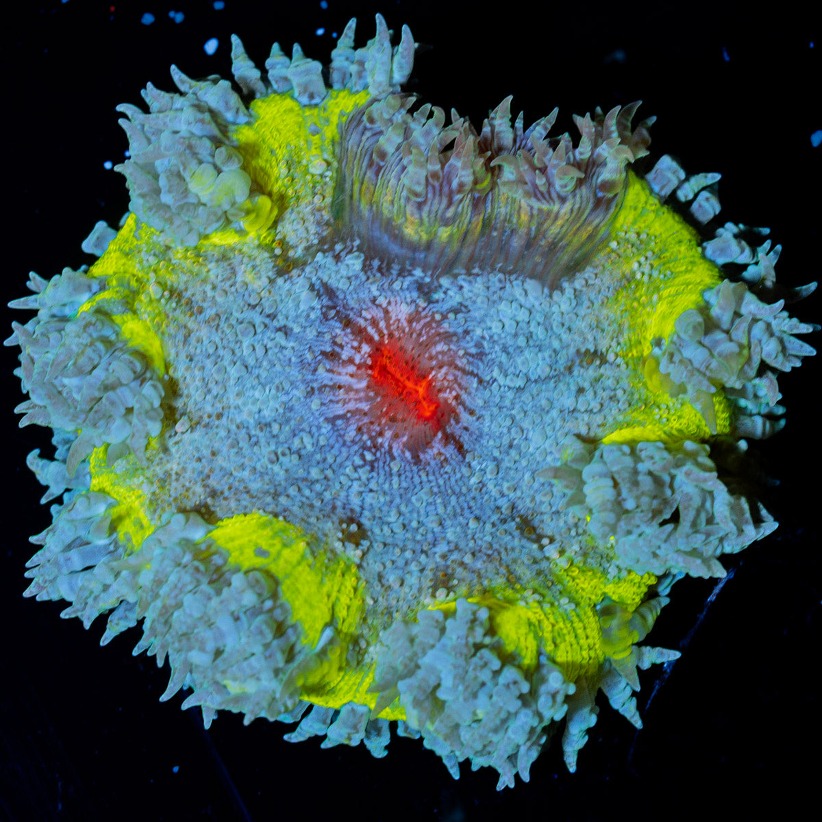 Ultra Rock Flower Anemone with colorful oral disc in reef aquarium