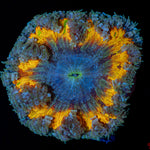Ultra Rock Flower Anemone with colorful oral disc in reef aquarium