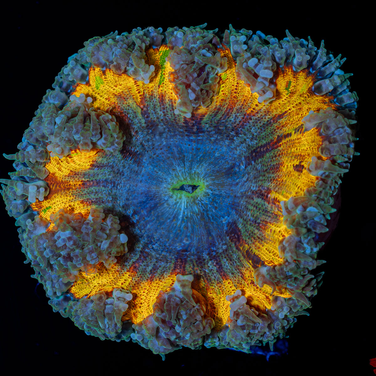 Ultra Rock Flower Anemone with colorful oral disc in reef aquarium
