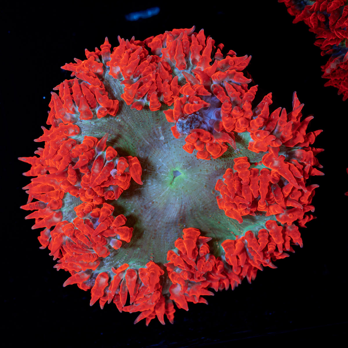 Ultra Rock Flower Anemone with colorful oral disc in reef aquarium