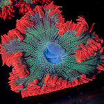 Ultra Rock Flower Anemone with colorful oral disc in reef aquarium