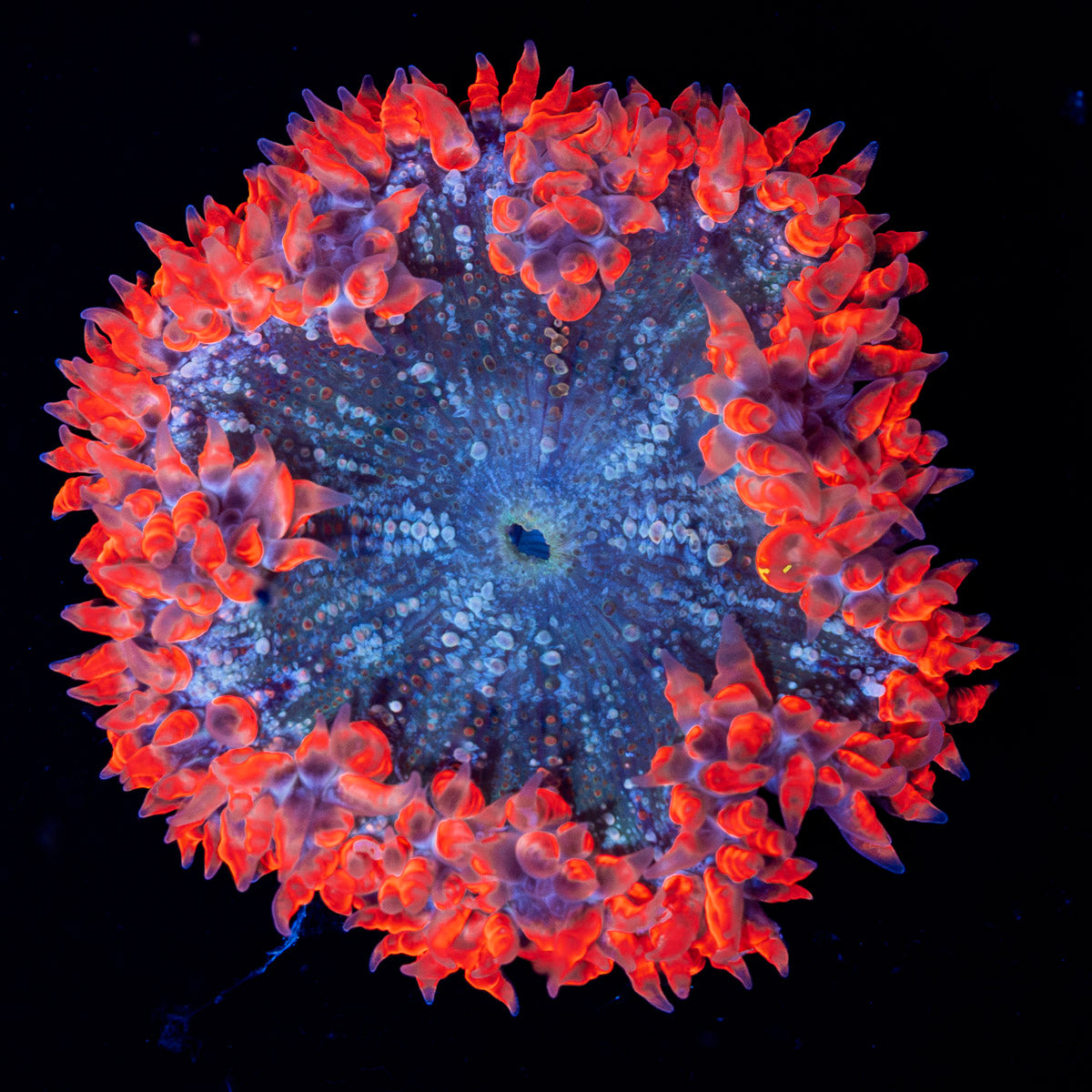 Ultra Rock Flower Anemone with colorful oral disc in reef aquarium