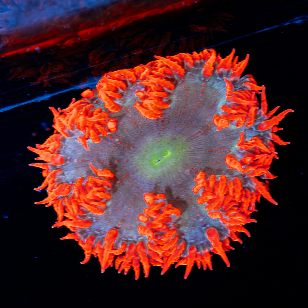 Ultra Rock Flower Anemone with colorful oral disc in reef aquarium