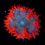 Ultra Rock Flower Anemone with colorful oral disc in reef aquarium