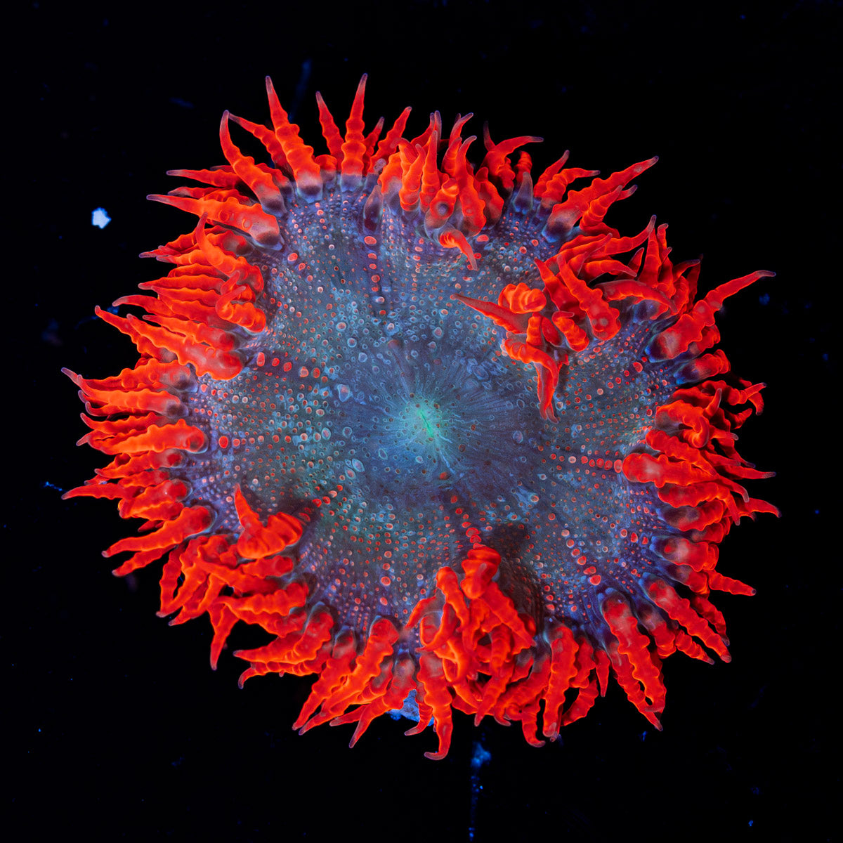 Ultra Rock Flower Anemone with colorful oral disc in reef aquarium