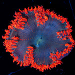 Ultra Rock Flower Anemone with colorful oral disc in reef aquarium