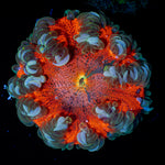 Ultra Rock Flower Anemone with colorful oral disc in reef aquarium